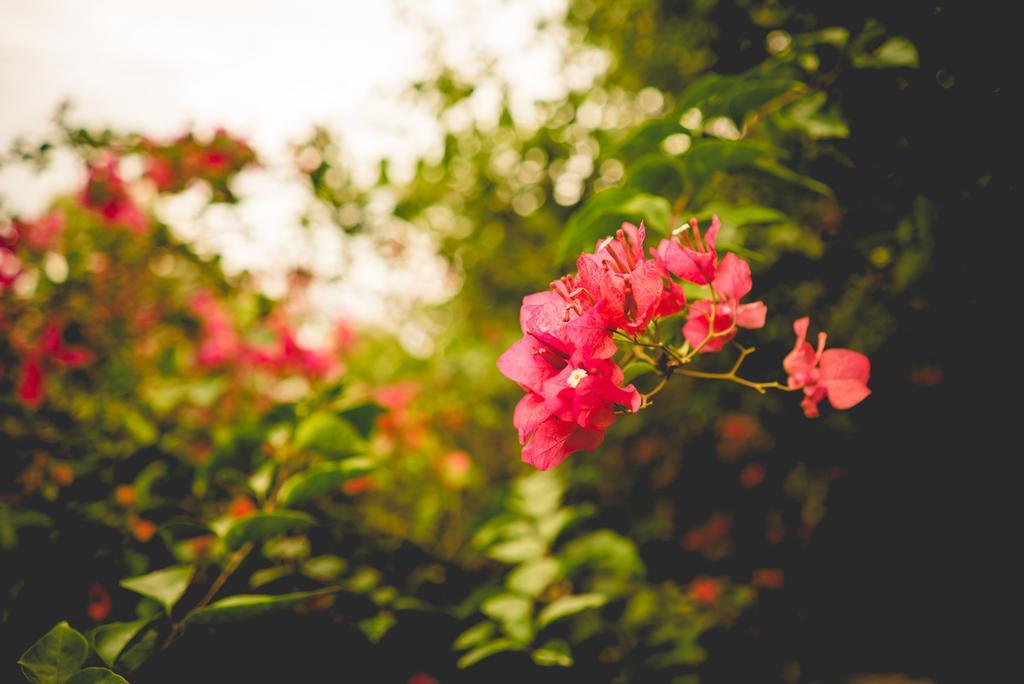 The Breeze Pinnawala ภายนอก รูปภาพ
